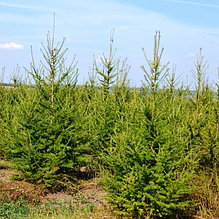 Лиственница h=35-50 см