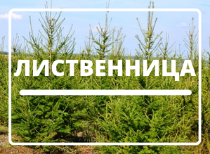 Лиственница