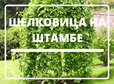 Шелковицу на штамбе купить в Бресте по низкой цене