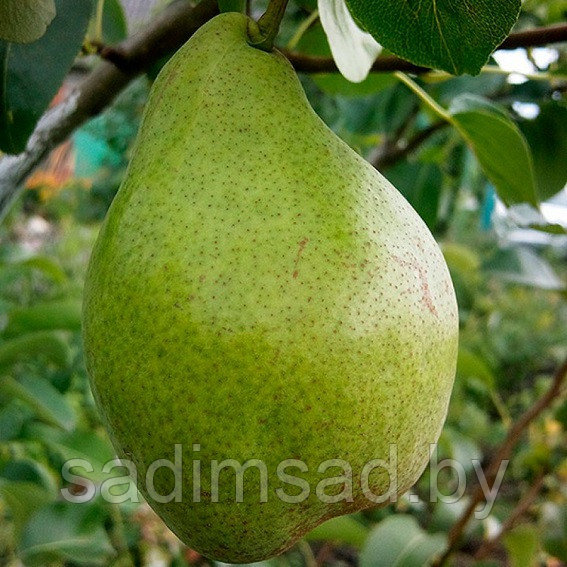 Груша Ноябрьская (Ксения)