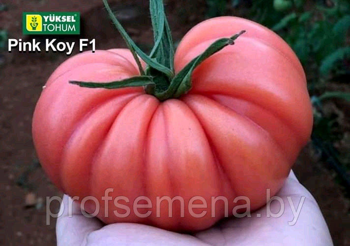 Томат Пинк Кой F1, семена, 20 шт., Турция, (чп)
