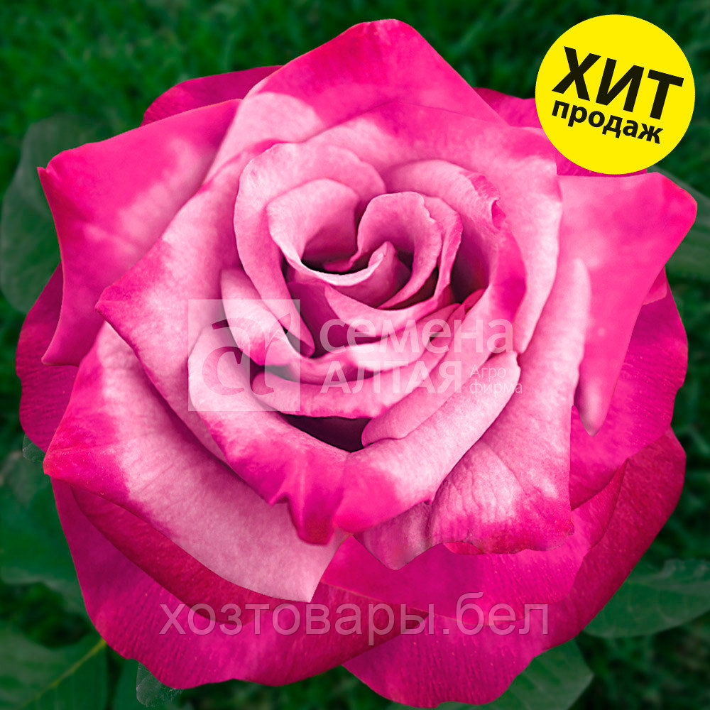 Семена Королевские Гибридные Розы Купить Домашний