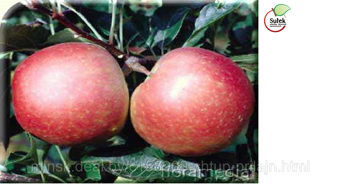 Саженцы яблони, сорт Гала (Gala (Must, Schniga, Redy Red)