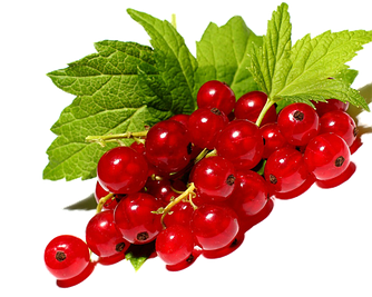 Саженцы Красной Смородины