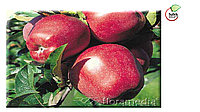 Саженцы яблони, сорт Глостер (Gloster)