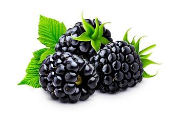 Саженцы Ежевики