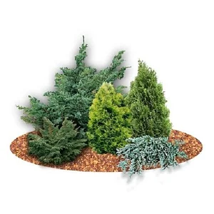 Хвойные Растения