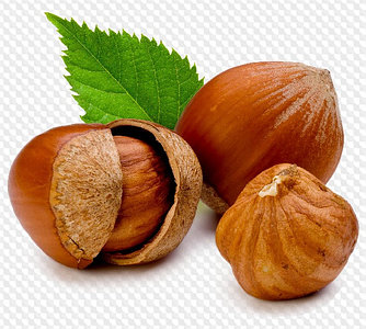 Саженцы Фундука