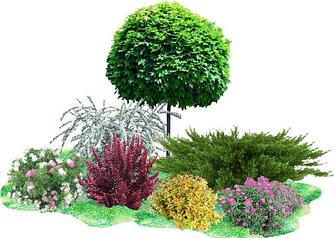 Декоративные Растения