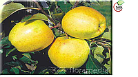 Саженецы яблони, сорт Голден Делишес Рейнджерс (Golden Delicious Reindres)