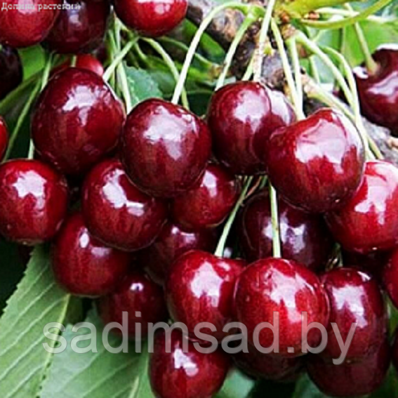 Черешня Мария