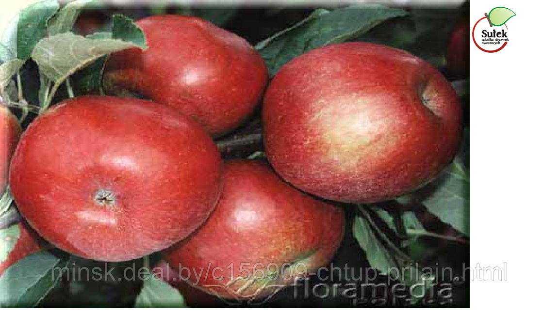 Саженцы яблони, сорт Айдаред (Idared)
