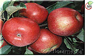 Саженцы яблони, сорт Айдаред (Idared)