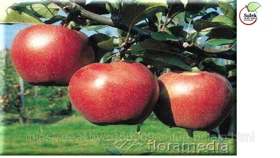 Саженцы яблони, сорт Джонаголд Декоста (Jonagold Decosta)