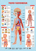 Плакат дидактический. Тело человека. 45х64 см. ГЕОДОМ
