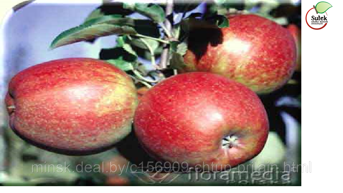 Саженцы яблони, сорт  Джонагоред Супра (Jonagored Supra)