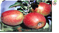 Саженцы яблони, сорт Джонагоред Супра (Jonagored Supra)
