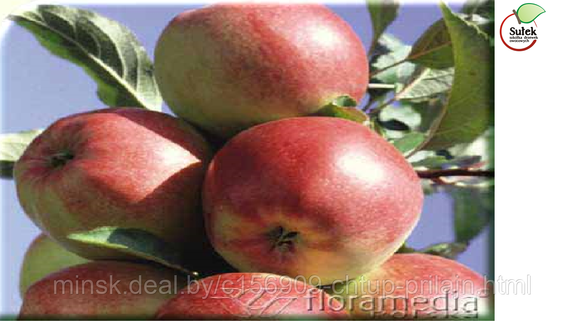 Саженцы яблони, сорт Лигол (Ligol)