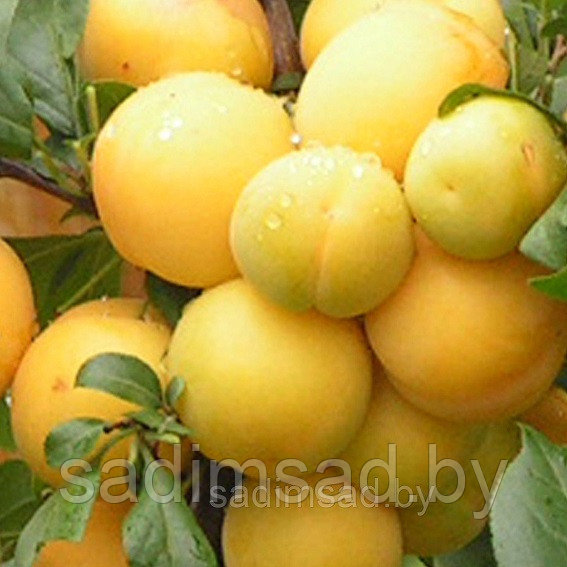 Слива абрикосовая Лодва - фото 1 - id-p3990393