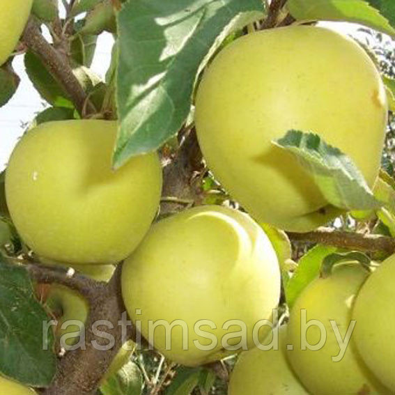 Яблоня Грушовка