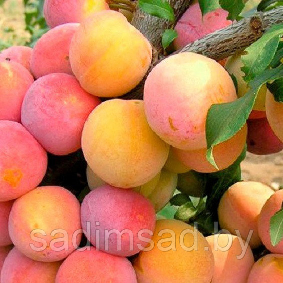 Слива гибридная Скороплодная (абрикосовая) - фото 1 - id-p3990402