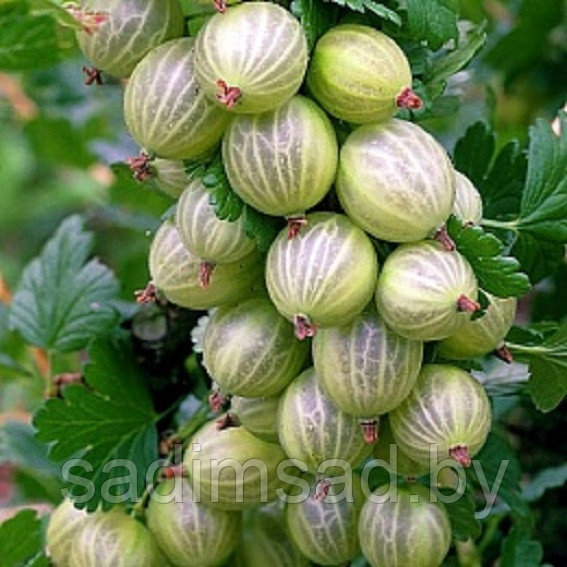 Крыжовник Малахит