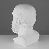Гипсовая фигура, голова Сократа «Мастерская Экорше», 20 х 20 х 38,5 см, фото 3