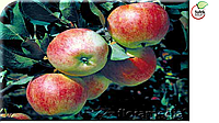 Саженцы яблони, сорт Пирос (Piros)
