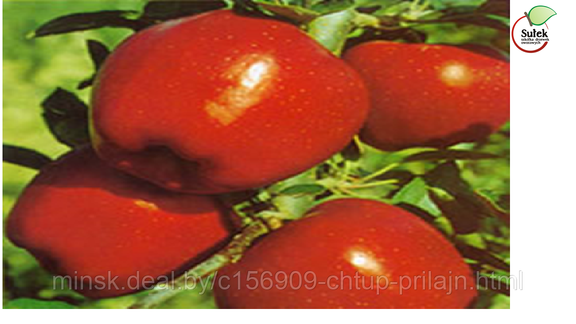 Саженцы яблони, сорт Ред Делишес - Ред Чиф Камспур (Red Delicious - Red Chief-Сamspur)