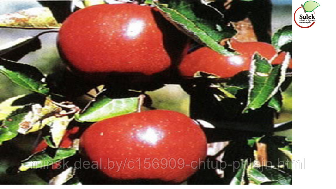 Саженцы яблони, сорт Чёрный принц (Ред Джонапринц; Red Jonaprince)