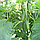 Семена огурца "Мирабелл" F1 10 шт. Seminis, фото 2