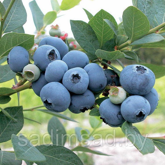 Голубика Блюкроп (Bluecrop) 3 года