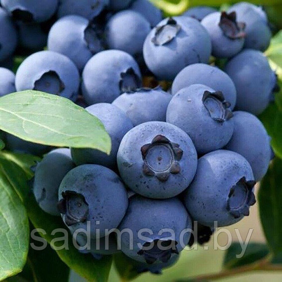 Голубик Блюголд  (Bluegold) 3 года