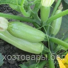Семена кабачка "Супер Дония" F1 10шт Clause Франция - фото 2 - id-p174755659