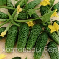 Семена огурца "Мирабелл" F1 10 шт. Seminis