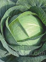 Семена капусты белокочанная "Атрия" F1 10 шт Seminis