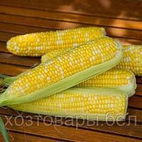 Семена кукурузы "Ракель"F1 (20шт) Clause Франция