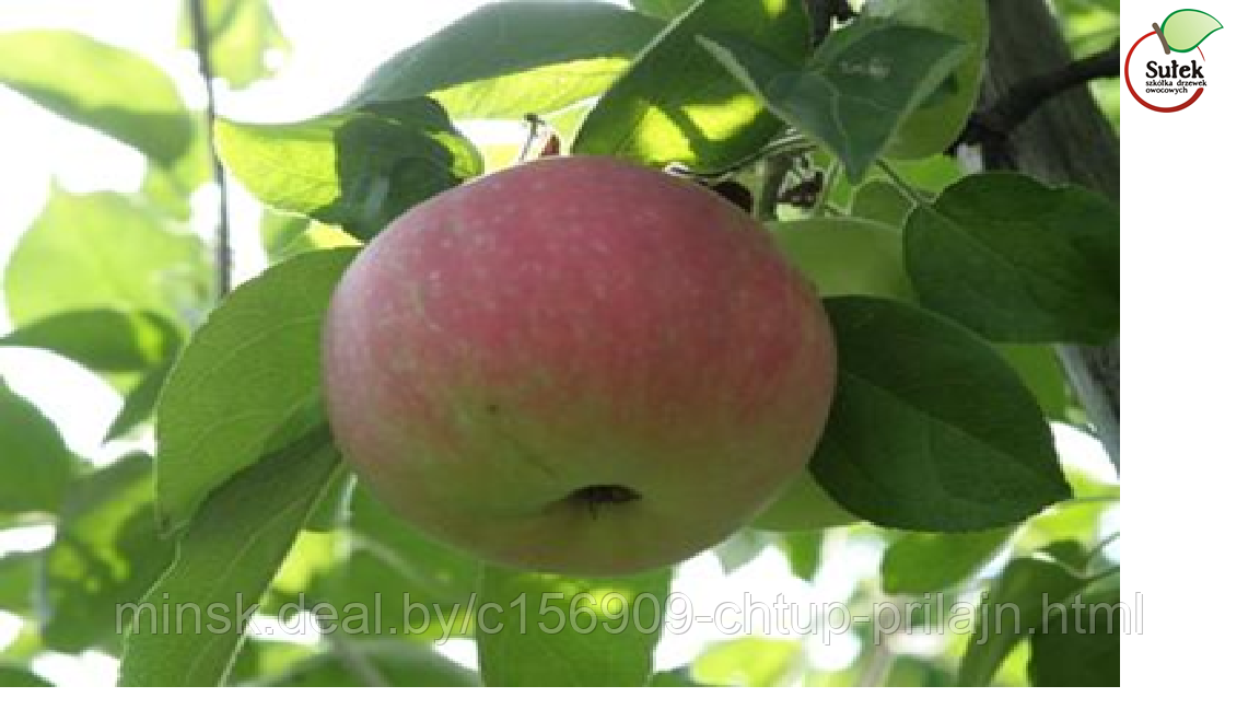 Саженцы яблони, сорт Эрли Женева (Early Geneva) - фото 1 - id-p174761326