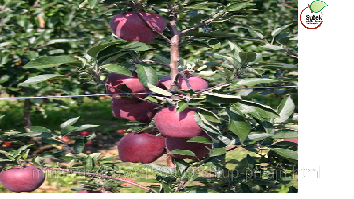 Саженцы яблони, сорт Ред Кап (Red Cup) - фото 1 - id-p174761492