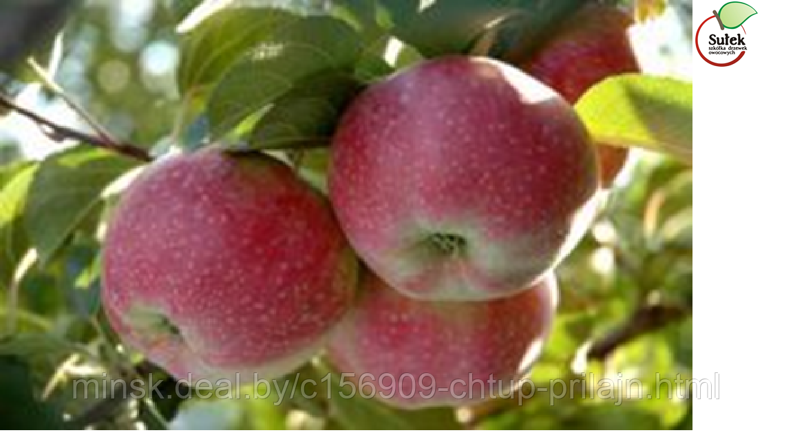 Саженцы яблони, сорт Альва (Alwa)