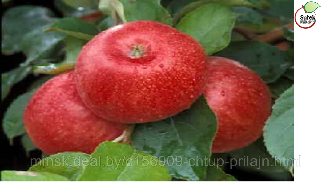 Саженцы яблони, сорт Апорт (Aport)