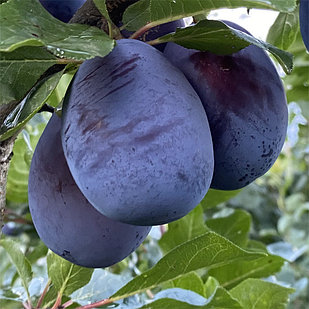 Слива Блюфри (ОКС)