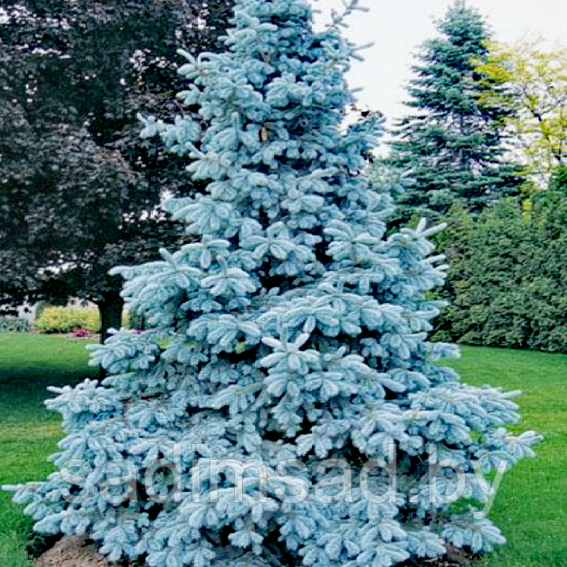 Голубая ель Хупси (высота 110-120 см)