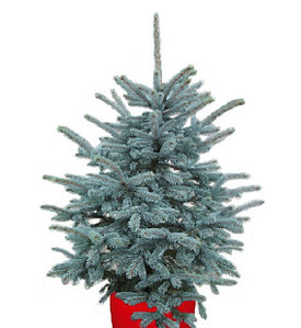 Ели и Пихты