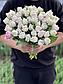 Белые и кремовые тюльпаны, фото 2