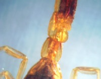 Микроскоп Микромед MC-2-ZOOM вар.1СR - фото 6 - id-p174919981