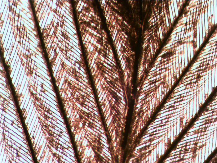 Микроскоп цифровой Levenhuk D870T - фото 9 - id-p174920010