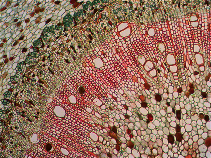 Микроскоп бинокулярный биологический Levenhuk 850B - фото 5 - id-p174920012