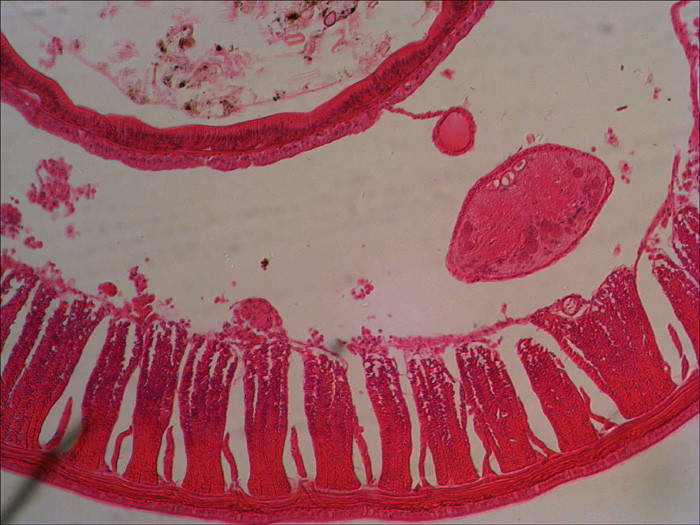 Микроскоп бинокулярный биологический Levenhuk 850B - фото 7 - id-p174920012