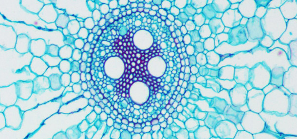Микроскоп бинокулярный Levenhuk 625 - фото 5 - id-p174920015